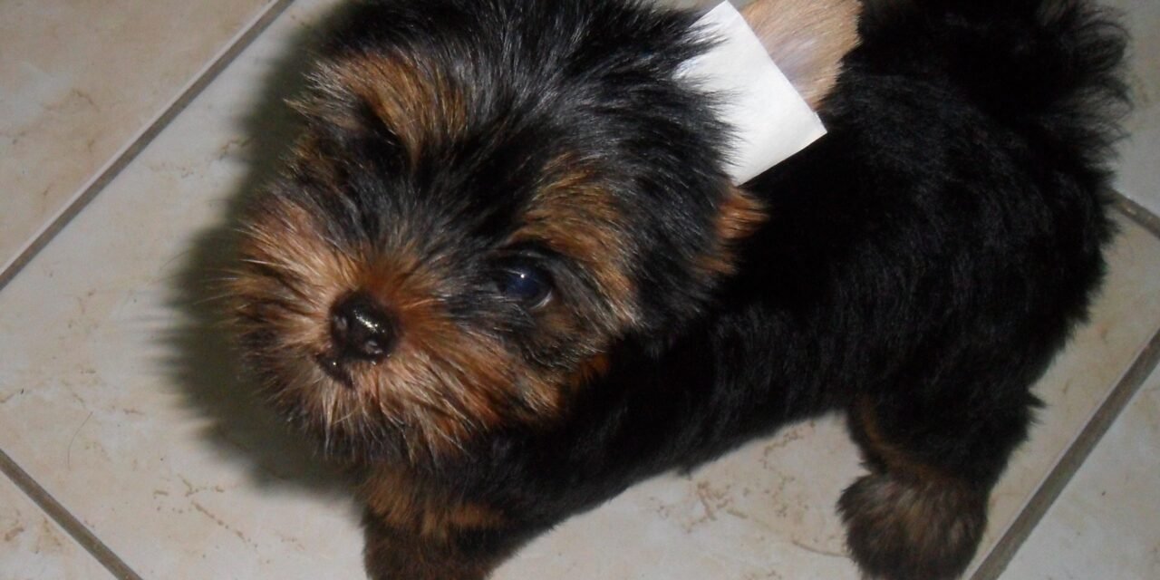 Cucciolo di Yorkshire terrier