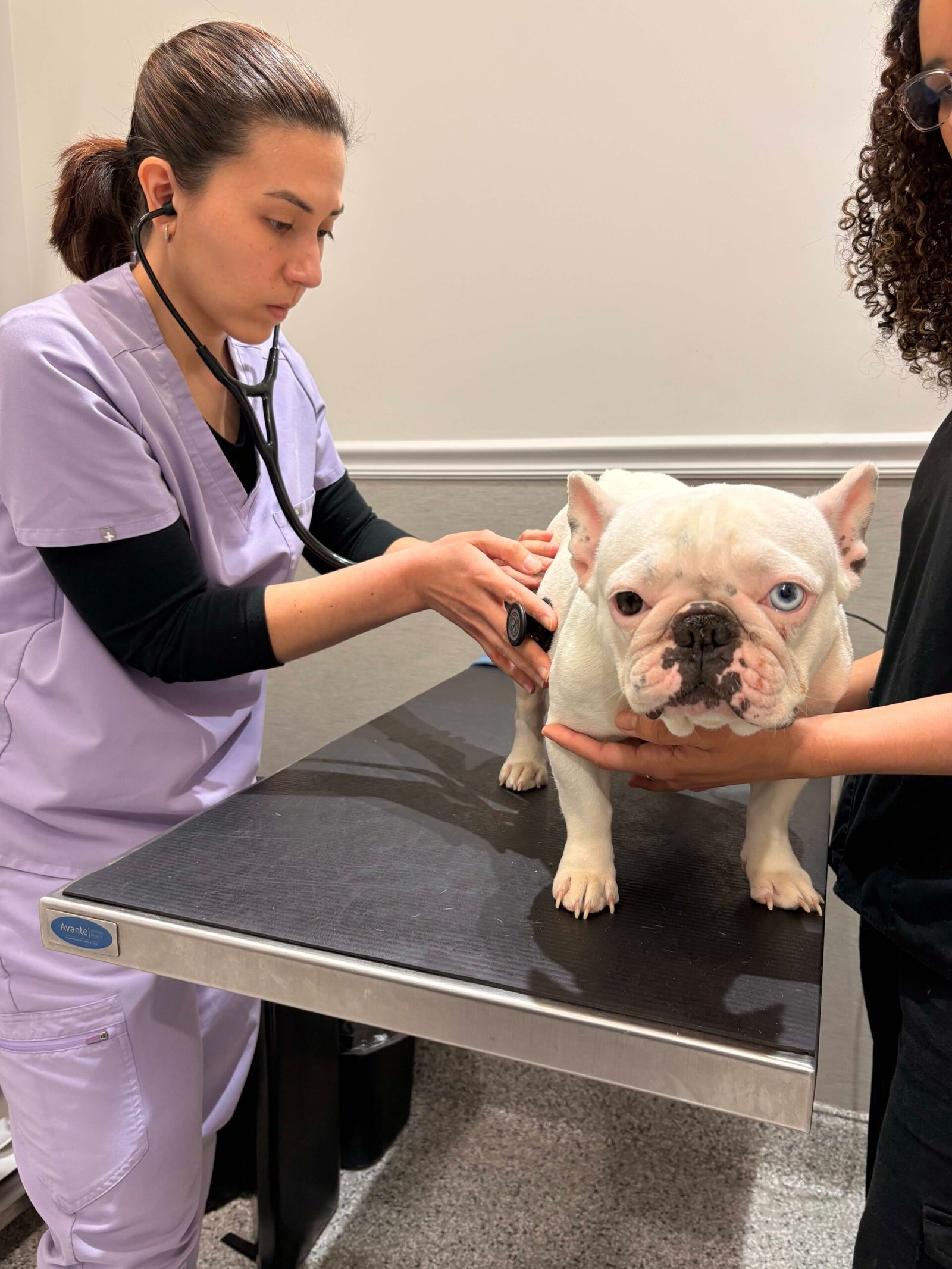 Veterinario che visita un cucciolo con lo stetoscopio