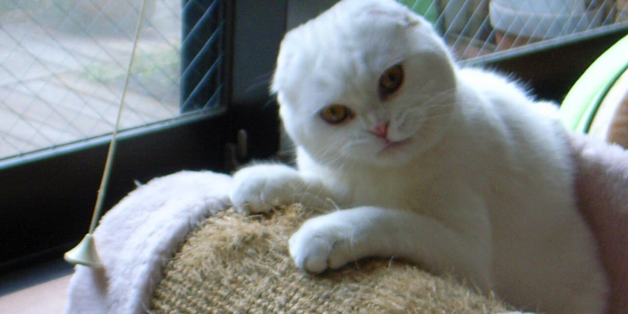 Gatto bianco che si stira contro un tiragraffi in sisal in un soggiorno luminoso
