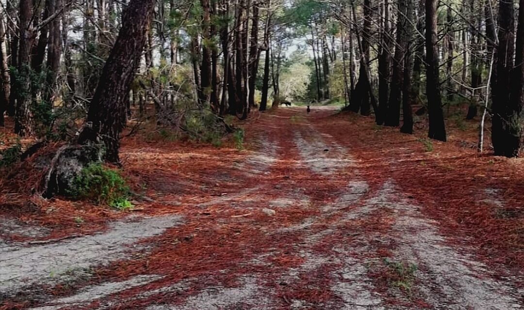 Cane che passeggia tra i pini mediterranei