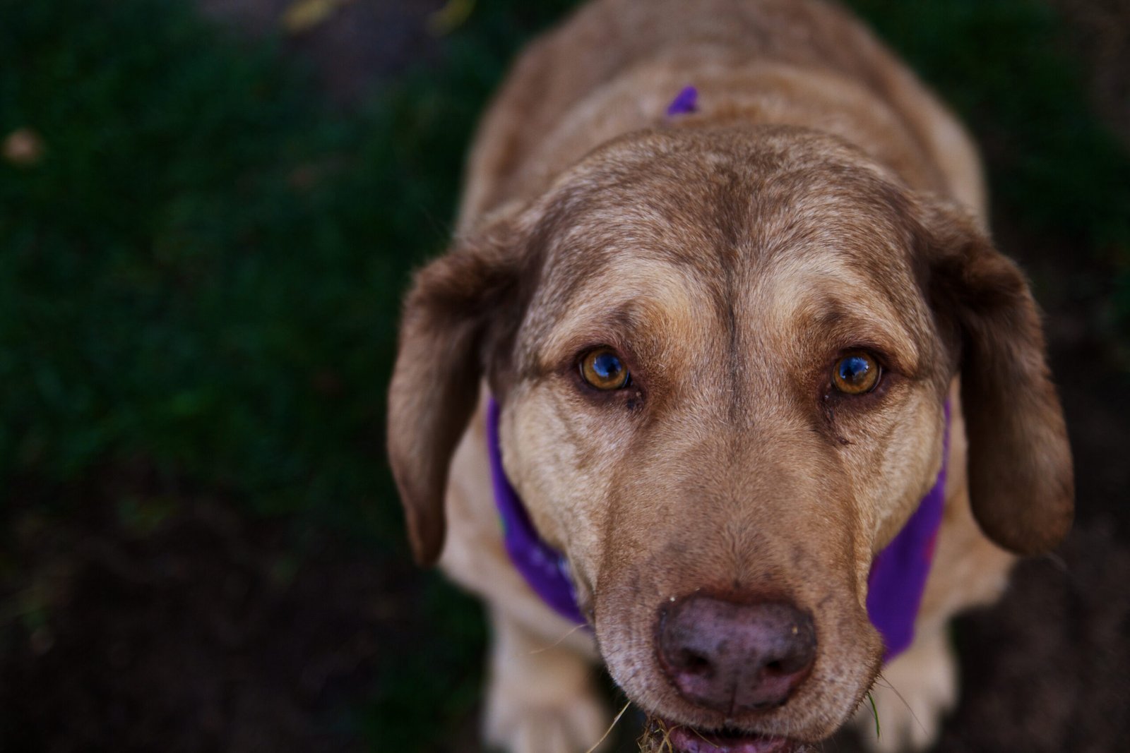 Primo piano di un cane dopo una passeggiata primaverile