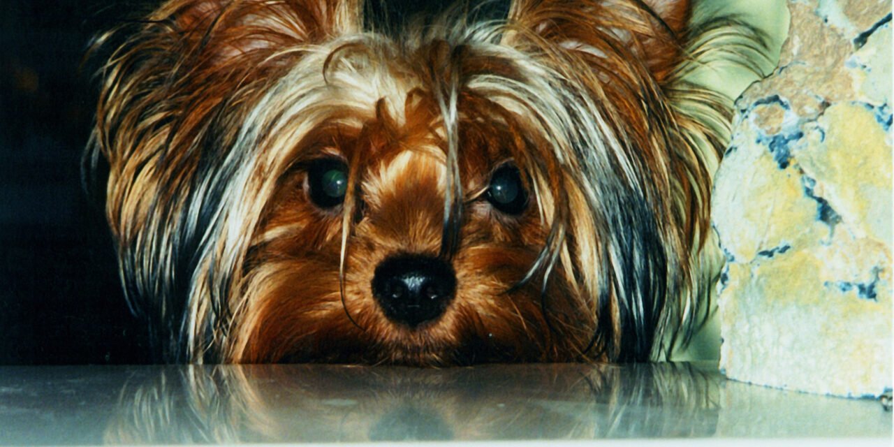 Yorkshire terrier che spunta con il muso curioso vicino al tavolo