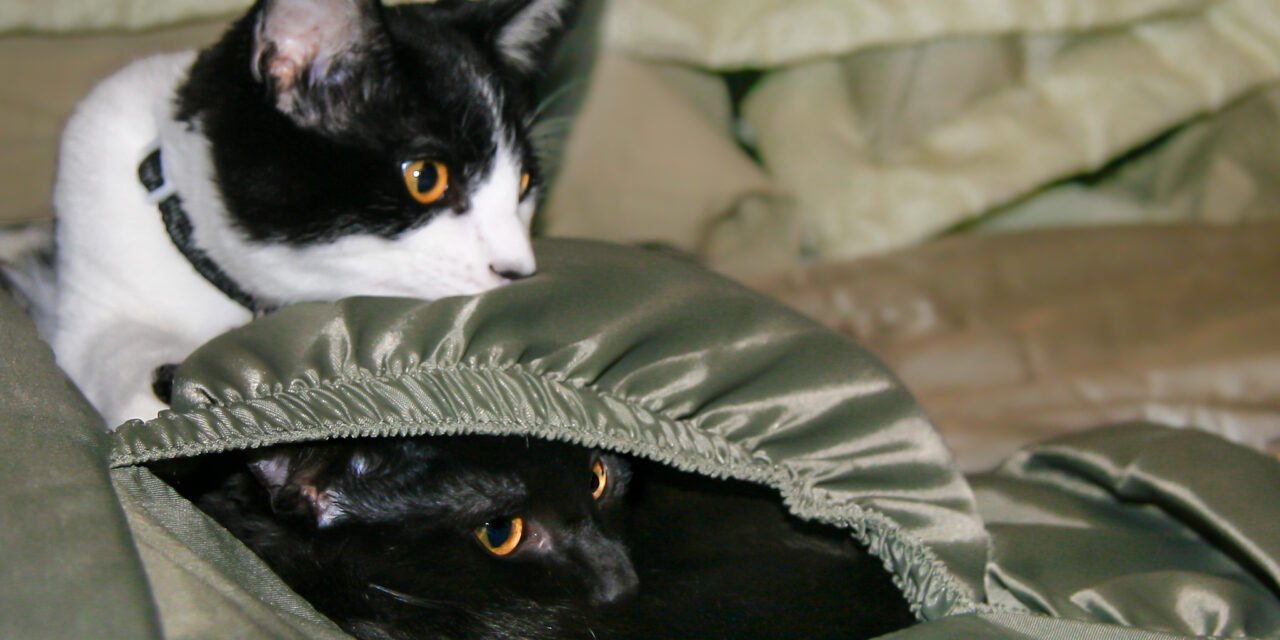 Gatto domestico bianco e nero seduto su una valigia aperta