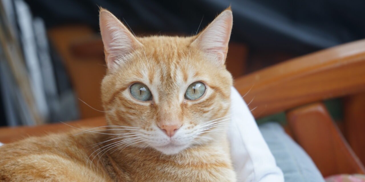 Gatto arancione seduto sul divano