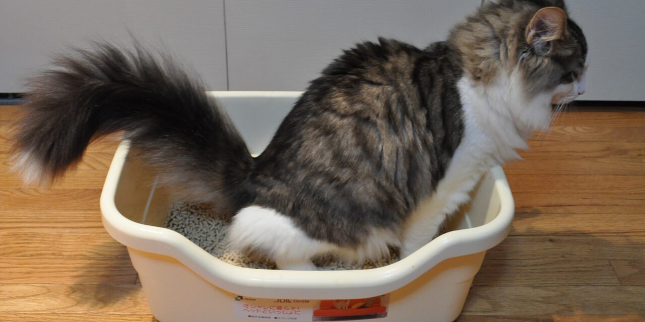 Gatto accanto alla lettiera
