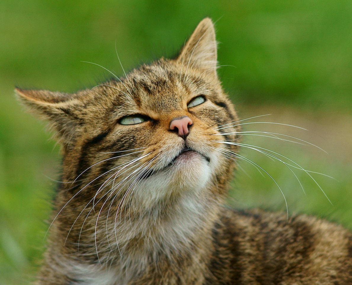 Gatto che graffia un tiragraffi in corda di sisal