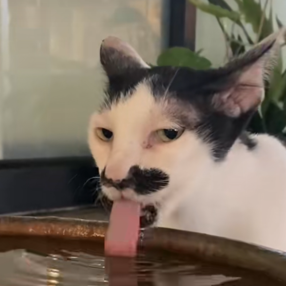 Gatto bianco e nero che beve acqua da una ciotola, primo piano