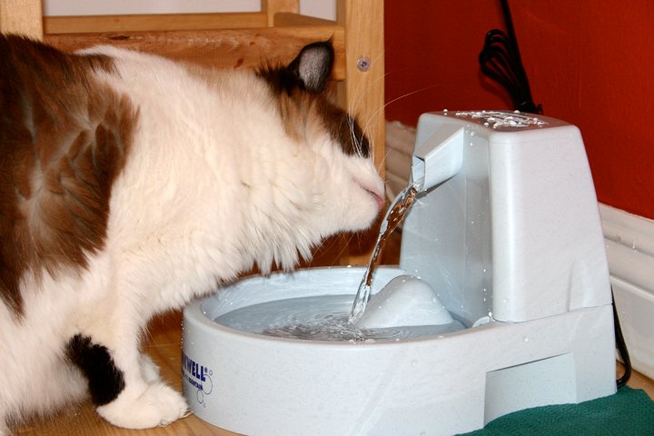 Gatto che beve da una fontanella per gatti in funzione