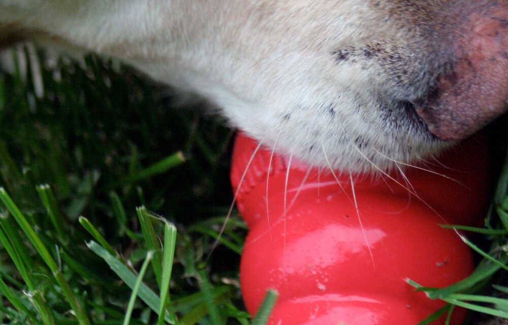 Cane con un KONG rosso, gioco da riempire