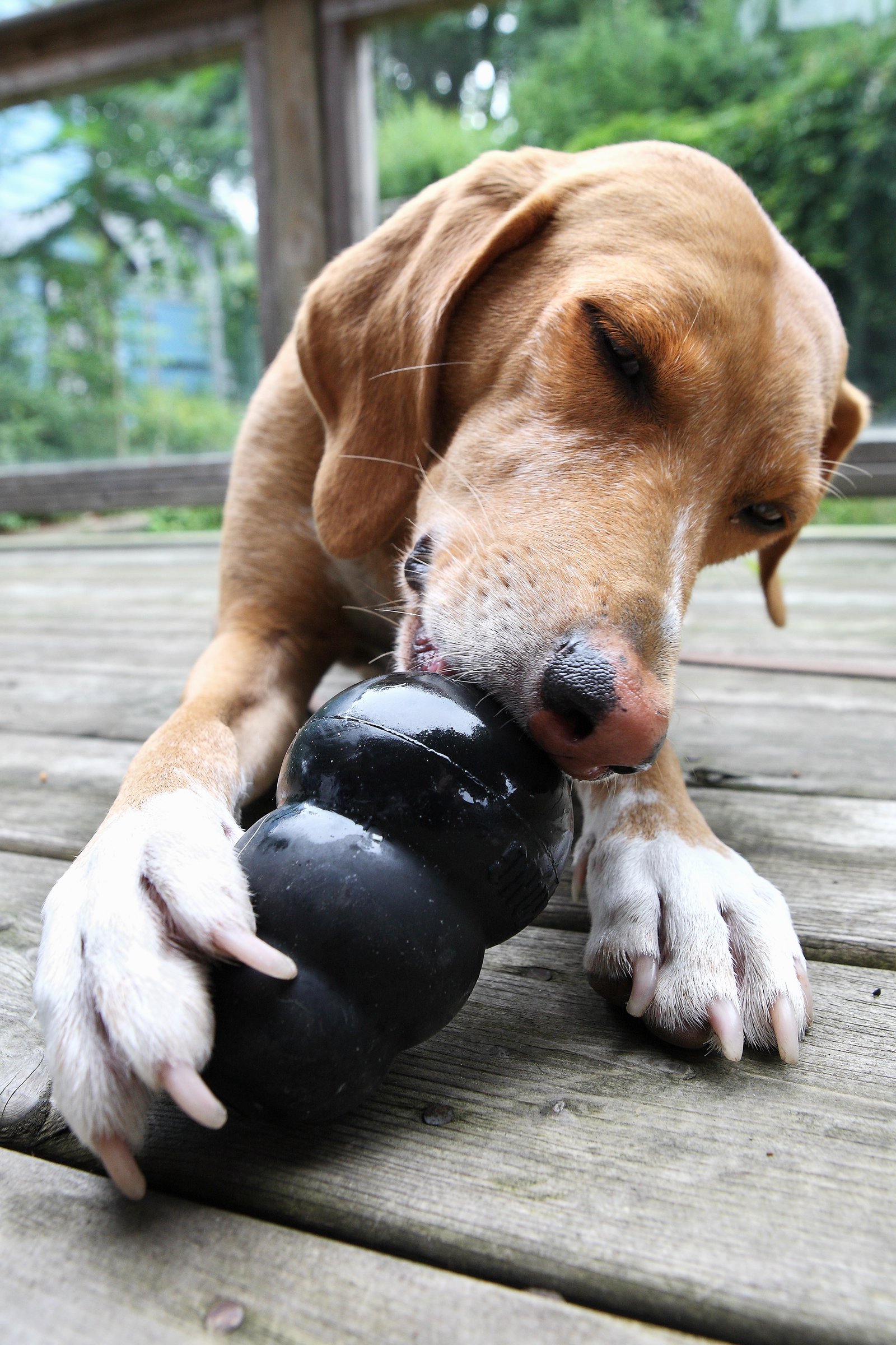 Cane che gioca con un KONG nero da riempire, gioco di attivazione mentale