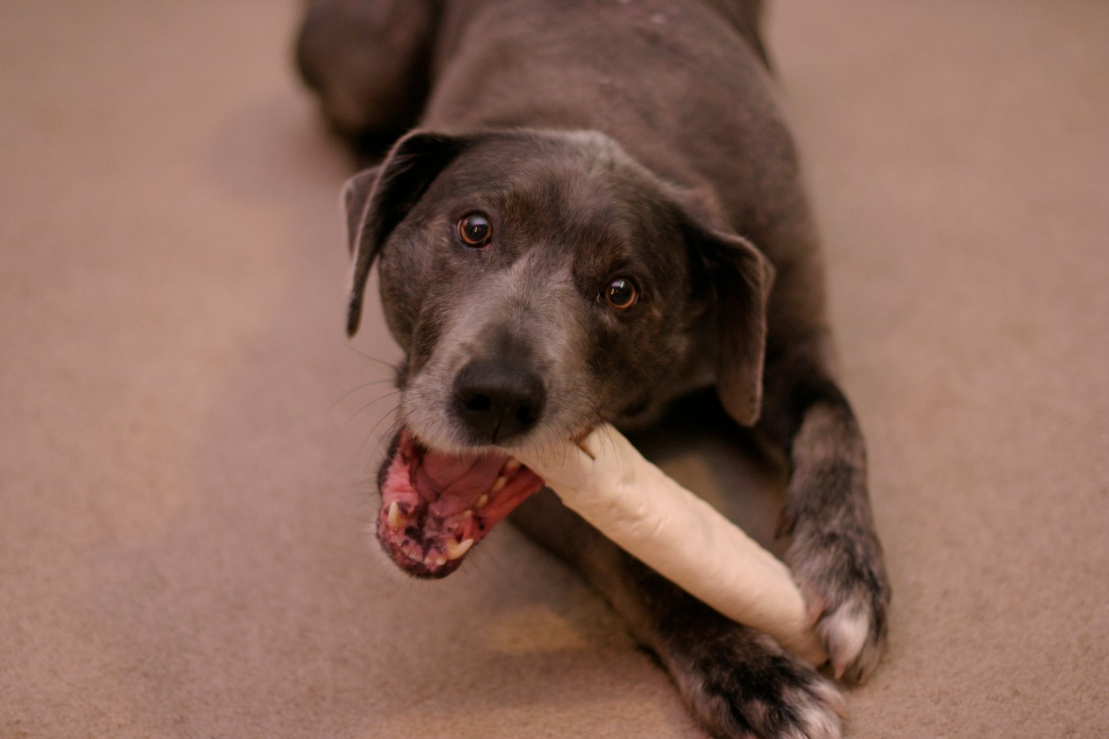 Cane che mastica un giocattolo da masticare