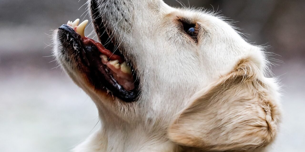 Golden retriever