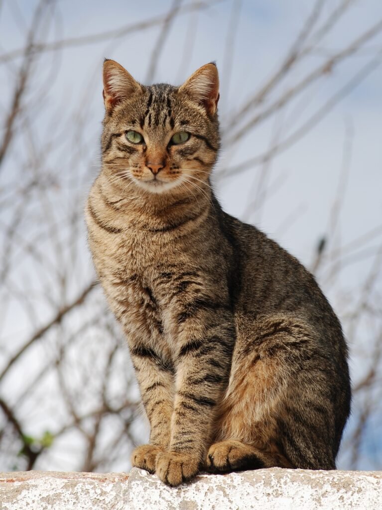 Ritratto di gatto