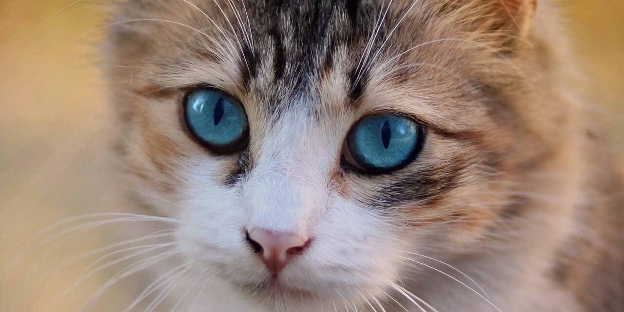 Gatto soriano con occhi azzurri